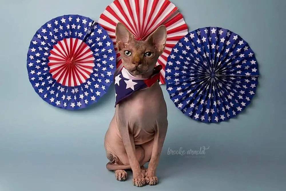 patriotic cat accessories for 4th of july. Photo by Brooke Arnold