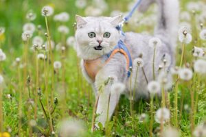 A Beginner’s Guide to Having an Adventure Cat