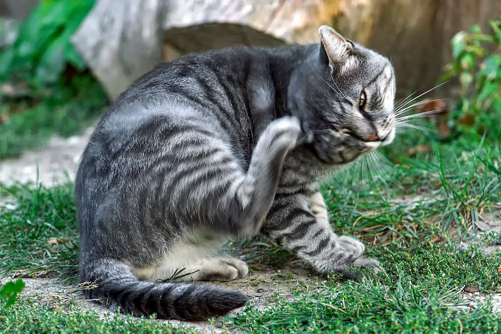 how to prevent ear mites in cats