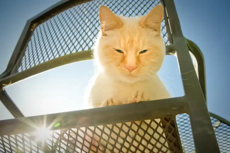 Can Cats Get Heatstroke?