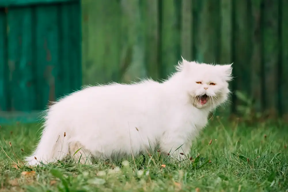 a long-haired white persian cat is outside in the summer with his mouth open, panting is a sign of heatstroke in cats