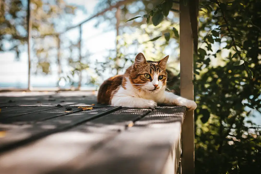 a cat is resting outside in a shaded patio area to prevent heatstroke