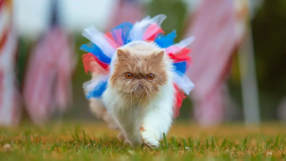 patriotic cat. Photo by Reba Spike on Unsplash