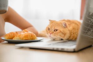 Teach Your Cat To Stay Off Your Desk Or Dining Table With These Tips