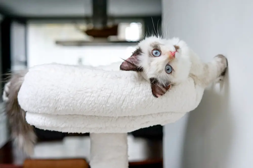 a cute white kitten is laying in a cat tree inside the home, the cat tree is a better alternative vantage point than a desk or dinner table