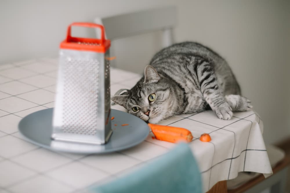 a gray tabby cat is on the dining table where he could be hurt by the cheese grater being used. A deterrent may be necessary to keep the cat safe