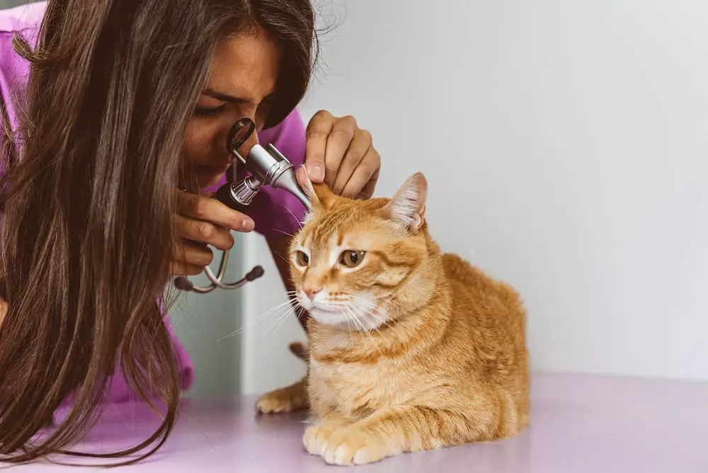 diagnosing ear mites in cats