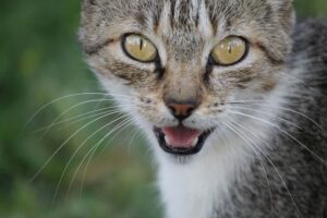 Cat Pheromones: The Secret to Feline Communication