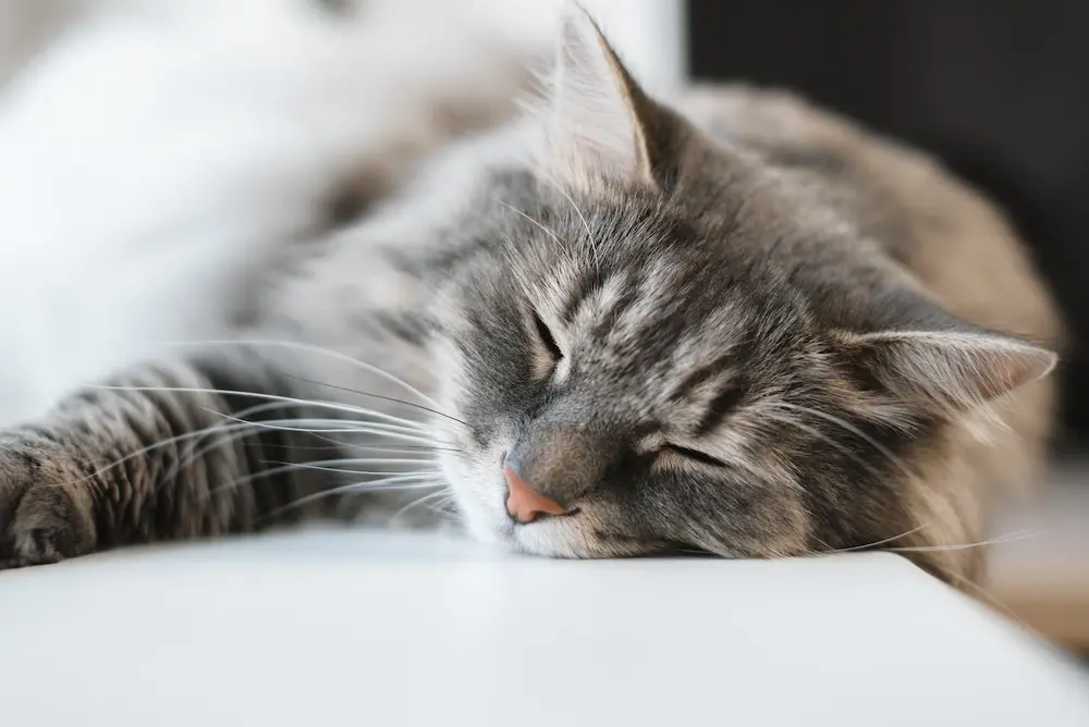 senior cat sleeping, gray tabby cat on perch