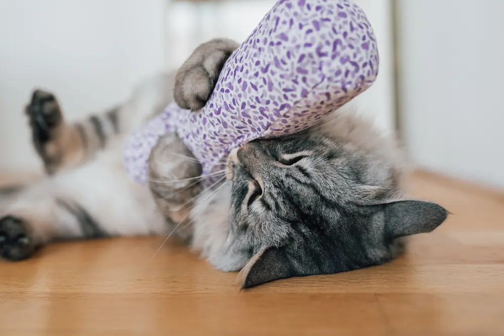 senior cat playing with toy, even senior cats need mental stimulation