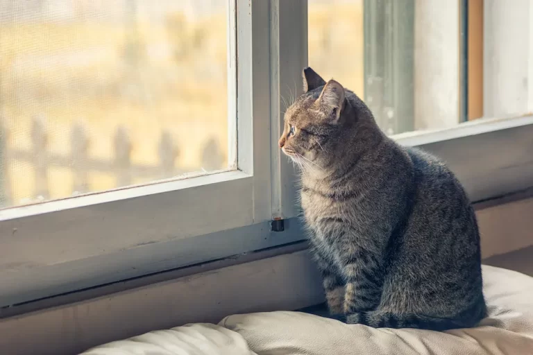 How to Keep Your Senior Cat Comfortable, Happy, and Healthy