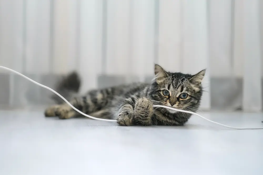 tabby kitten chewing on electrical cord, weird things cats love