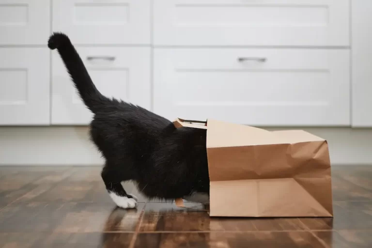 7 Weird Things Cats Love (And The Reasons Behind Them!)