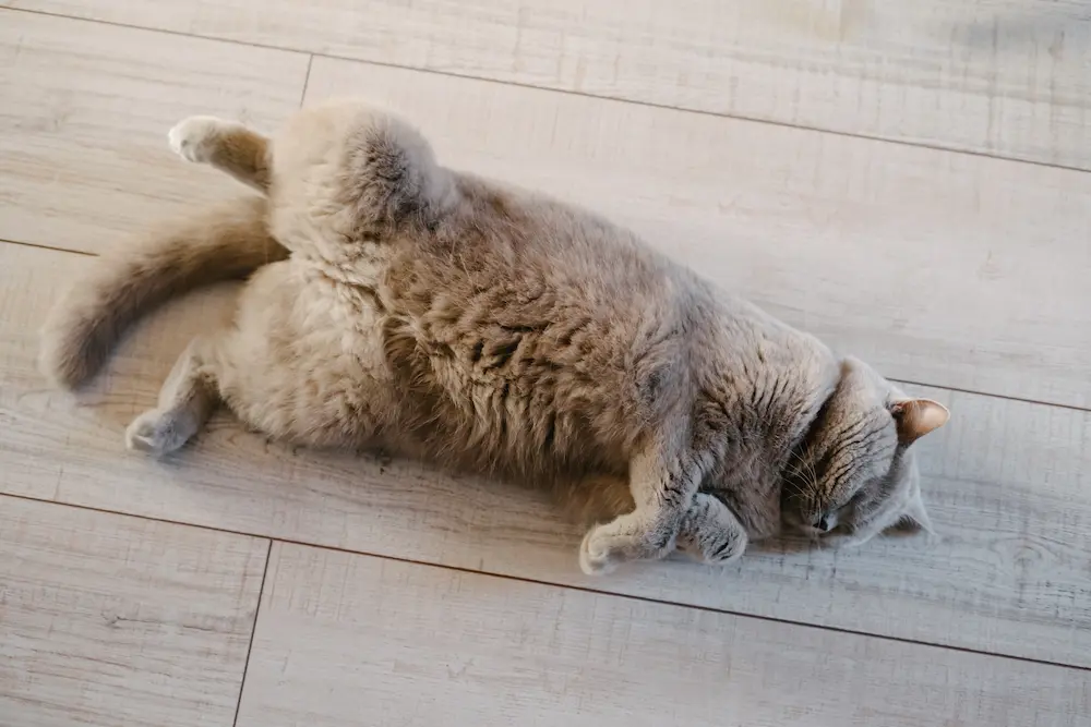 gray cat laying on her back welcoming a belly rub, weird things cats love