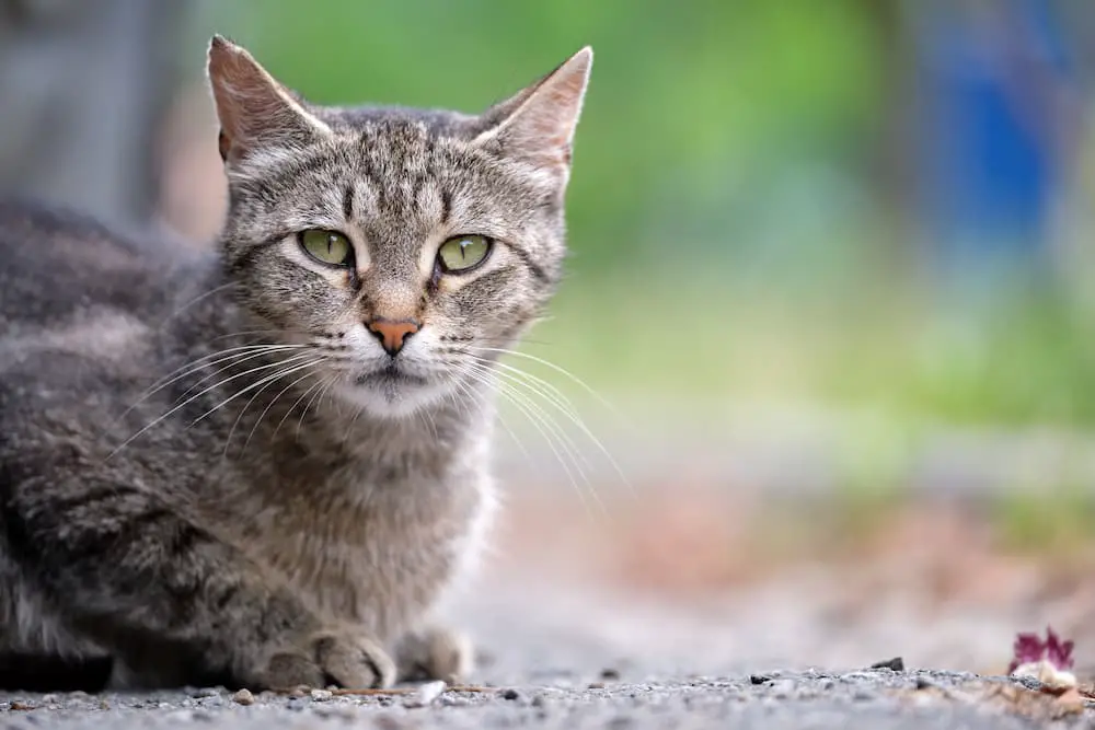 fleas on feral cats