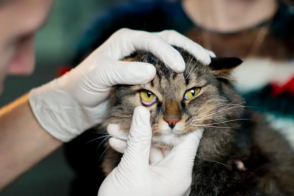 vet checking cat's third eyelid