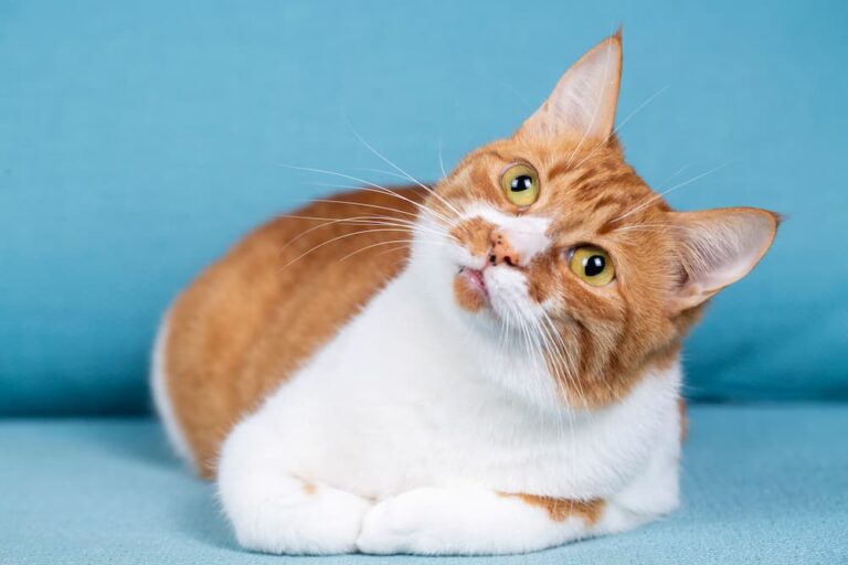 Tummy Troubles? Understanding and Managing IBD in Cats