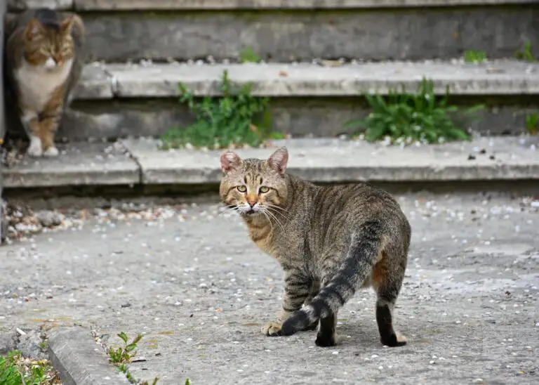 Effective Ways to Get Rid of Fleas on Feral Cats