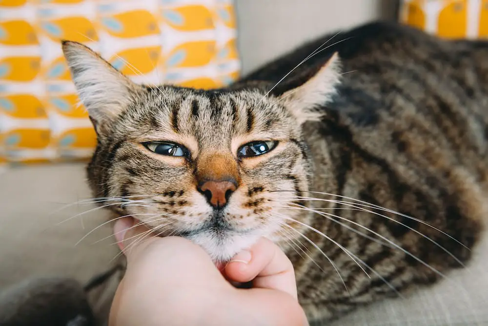 is it normal to see a cat's third eyelid?