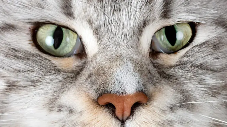 Discover the Mystery Behind Your Cat’s Third Eyelid
