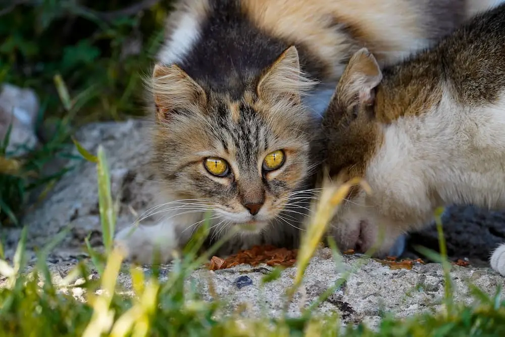 treating feral cats for fleas