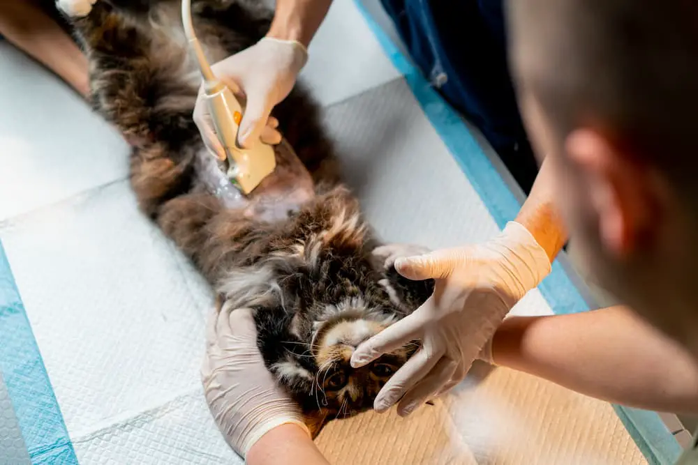 IBD cat getting an ultrasound