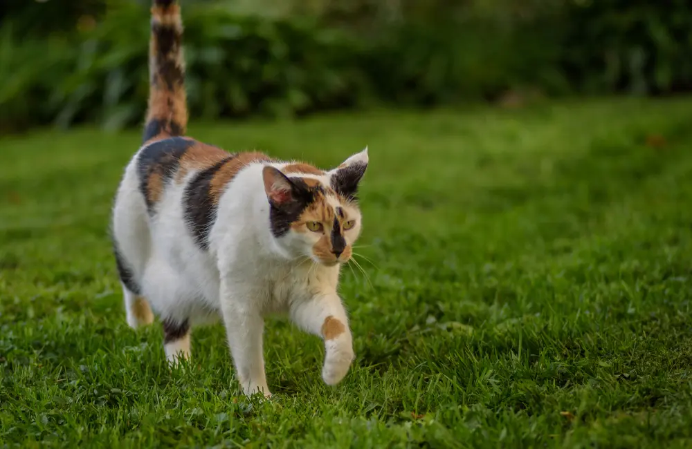 calico cat walking on grass with primordial pouch belly flap swinging below her belly