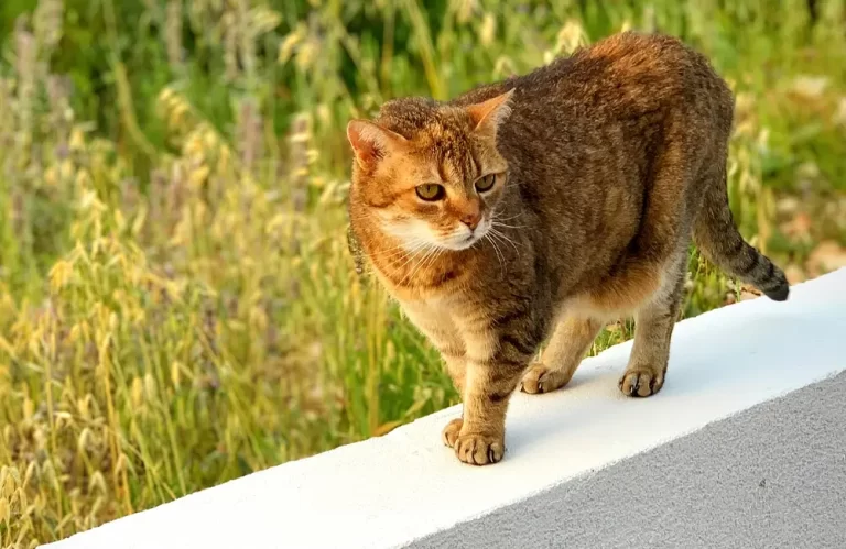 Why Does My Cat Have a Saggy, Loose Belly Flap?