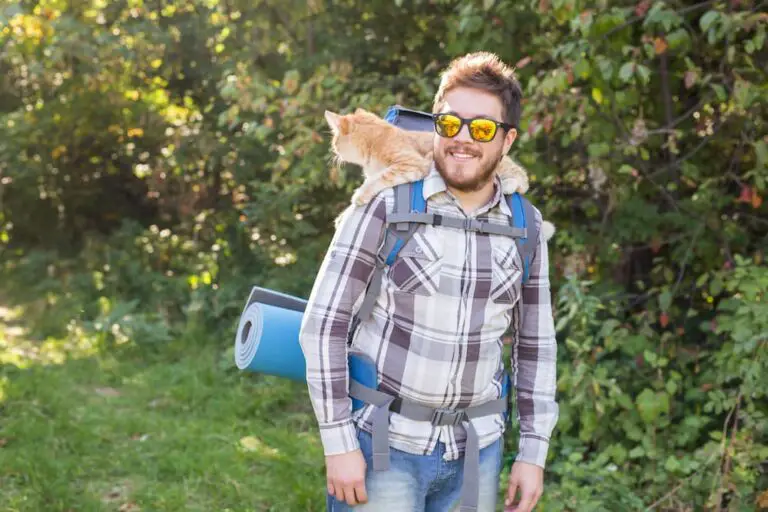 The Best Adventure Gear for Pets