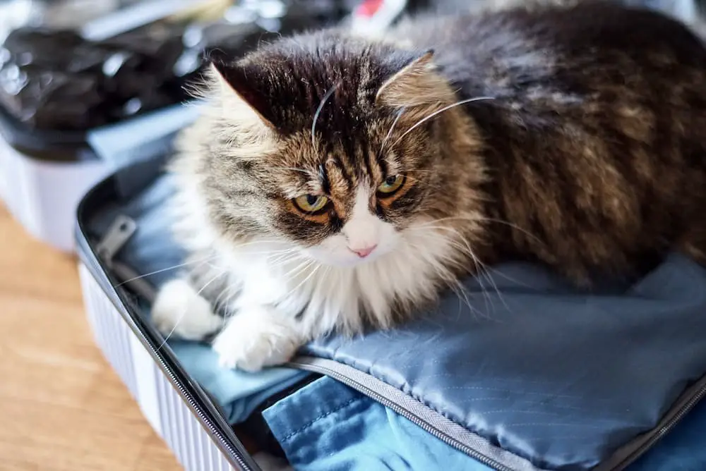 packing for a cat vacation