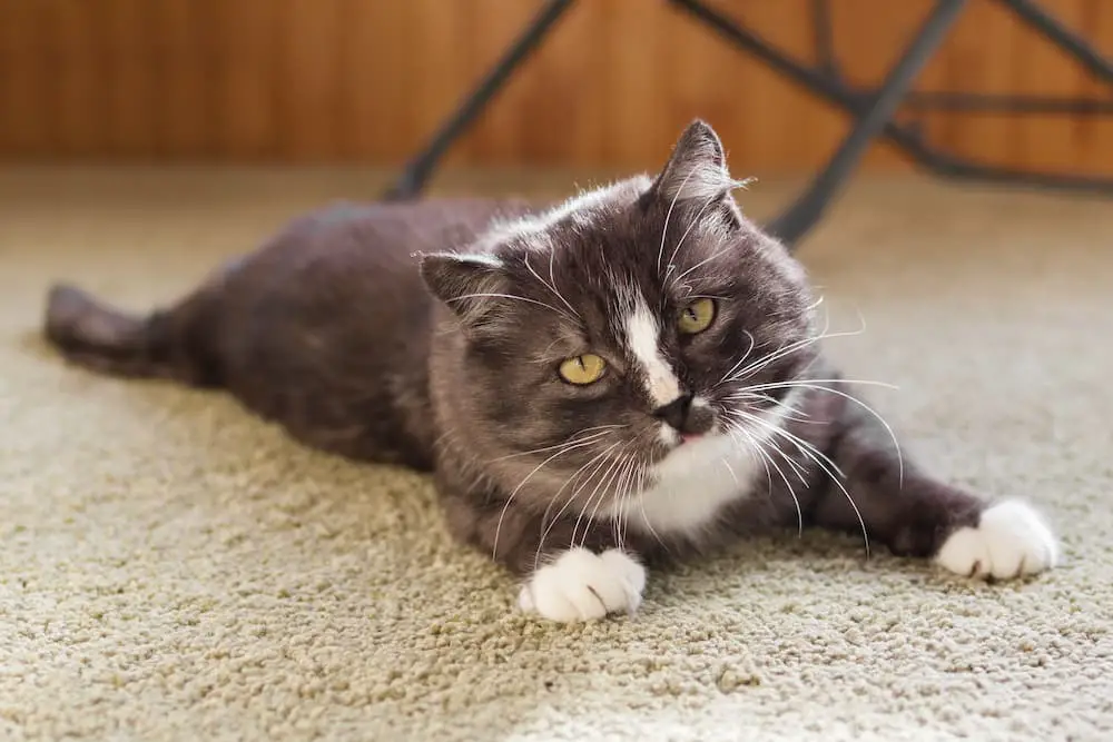 How to Clean Cat Pee from Carpet