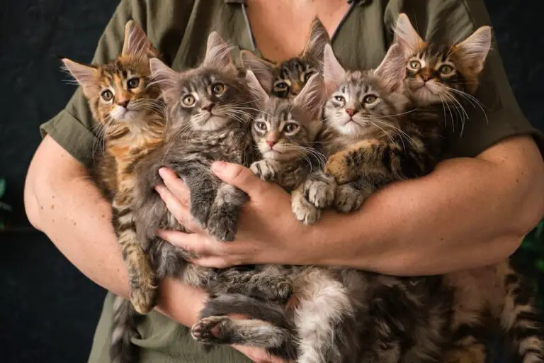 How Many Cats Is Too Many?