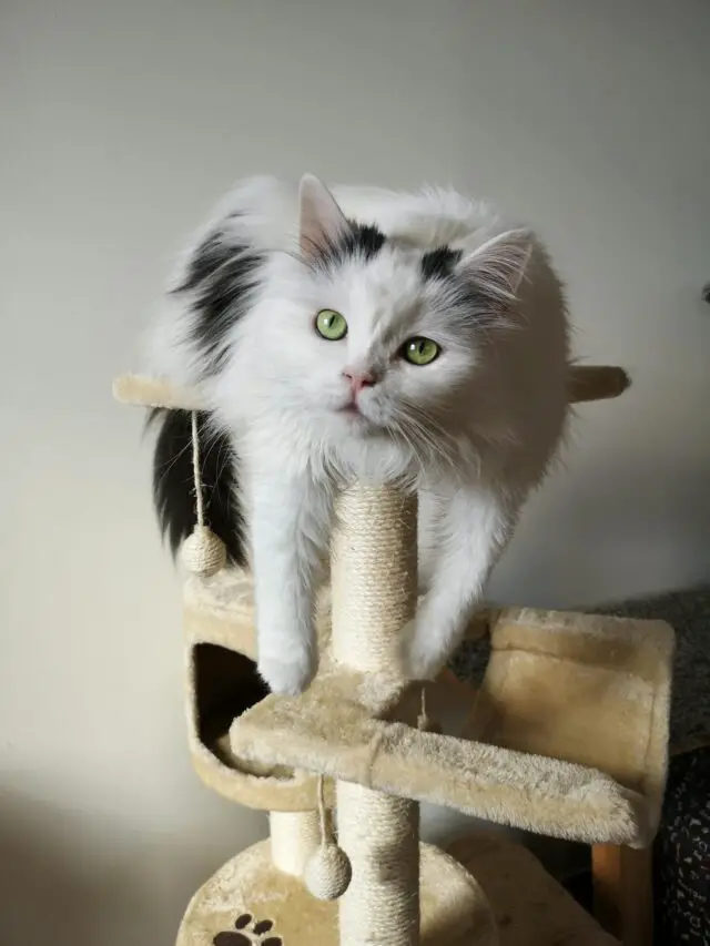 cat tower