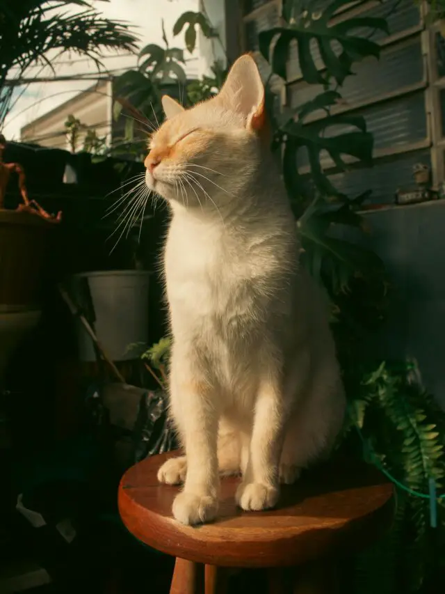 A Flea free cat