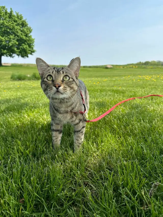 A pet cat walking with owner on a leash