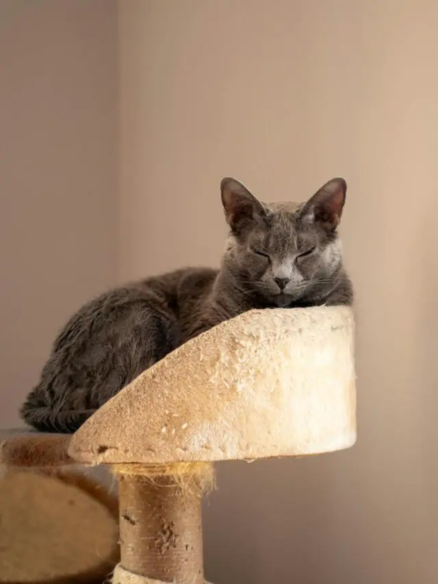 an aging cat hanging out