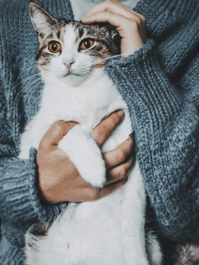 holding and petting a pet cat