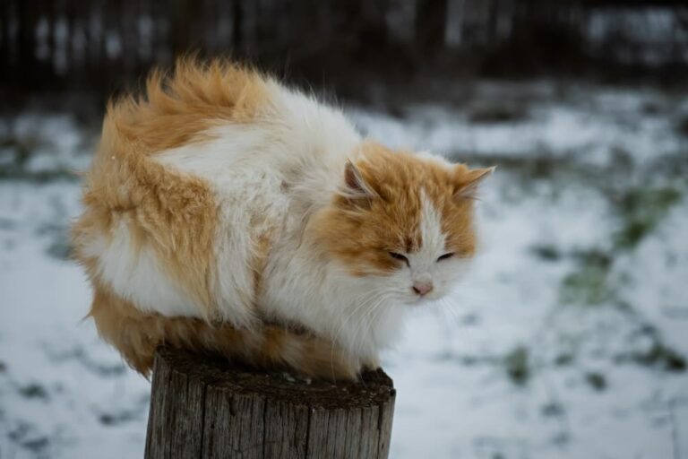 6 Signs of Hypothermia in Cats You Shouldn’t Ignore