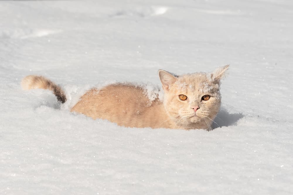 signs of hypothermia in cats