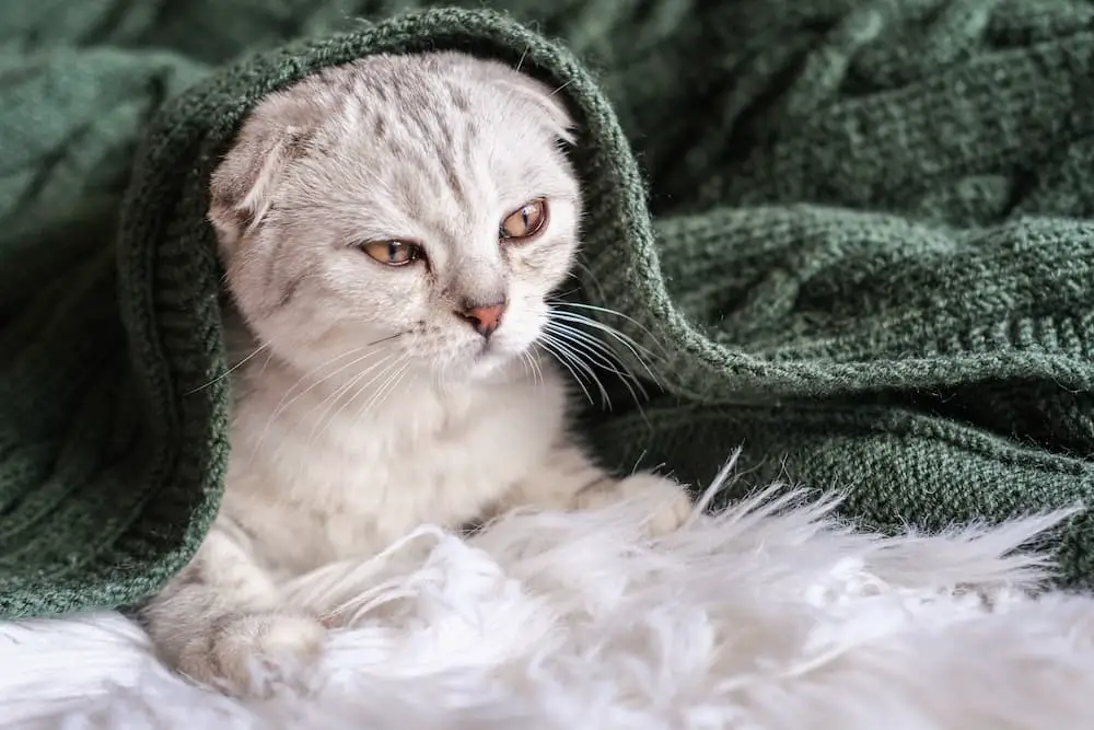 hypothermia in cats