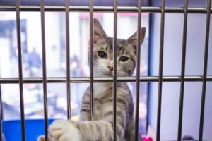 10 Easy Ways to Help Cats in Need this Christmas
