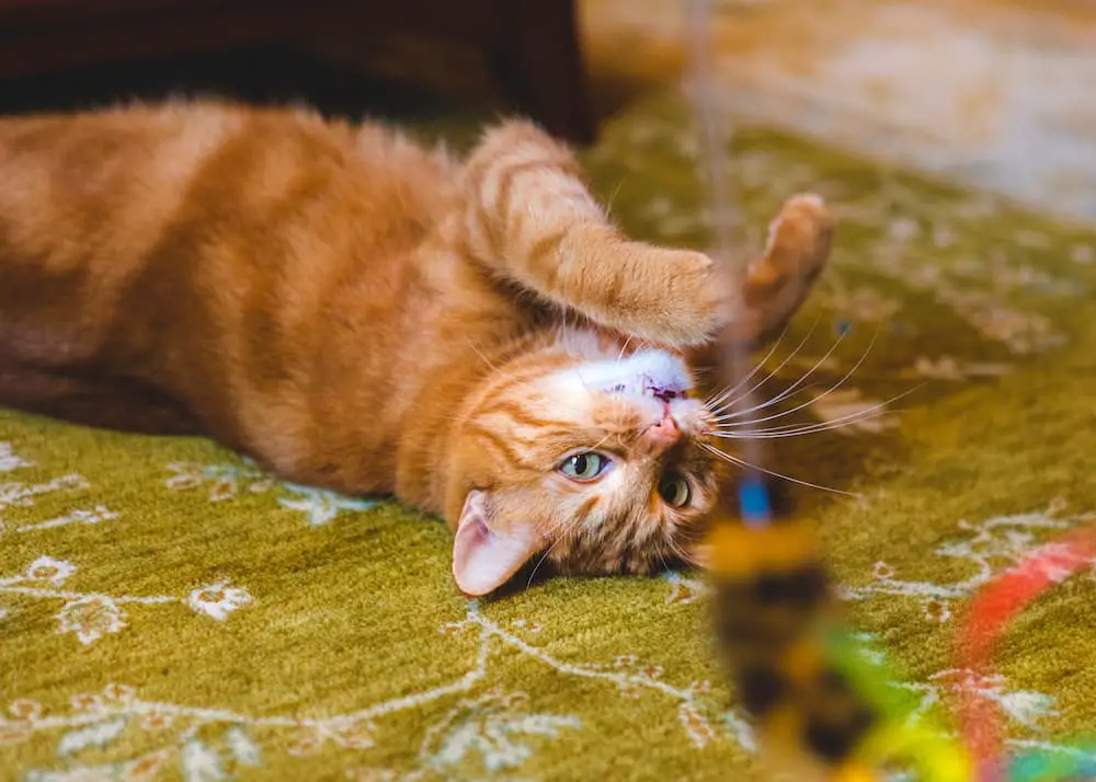 interactive play with cat to provide mental stimulation, playing with orange cat with feather wand