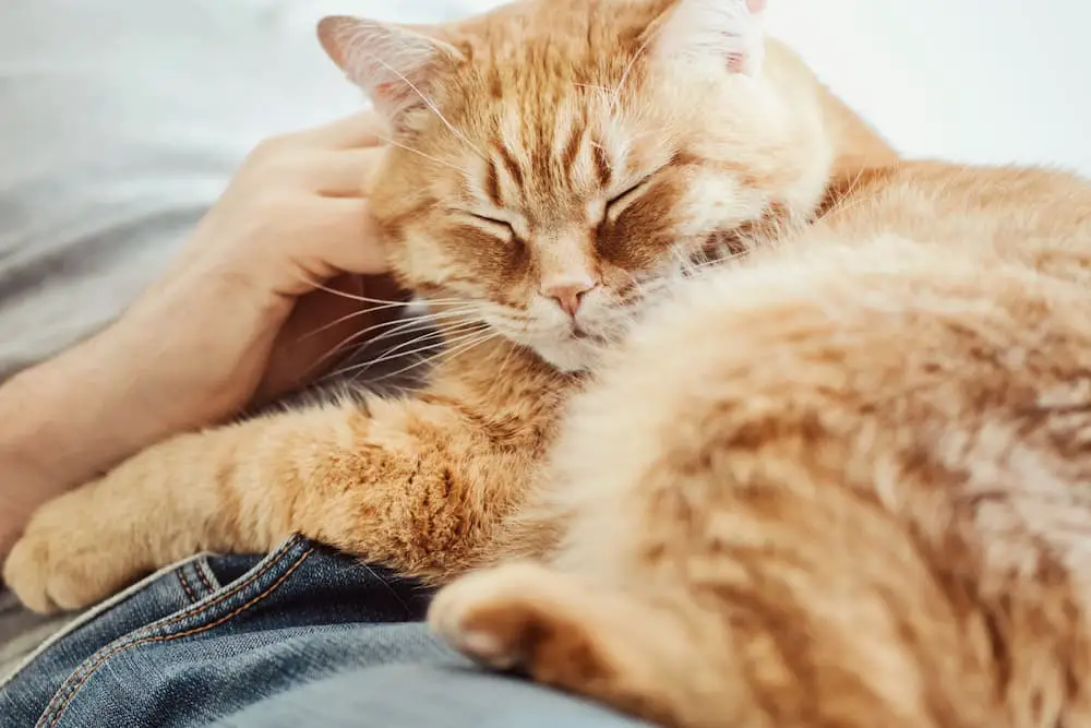 person snuggling with an orange cat spending quality time together