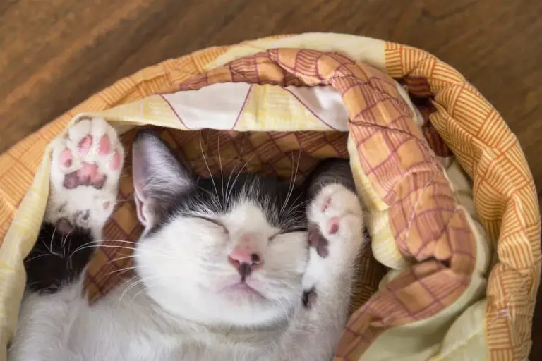 Buyer’s Guide to Warm Cat Beds for Winter