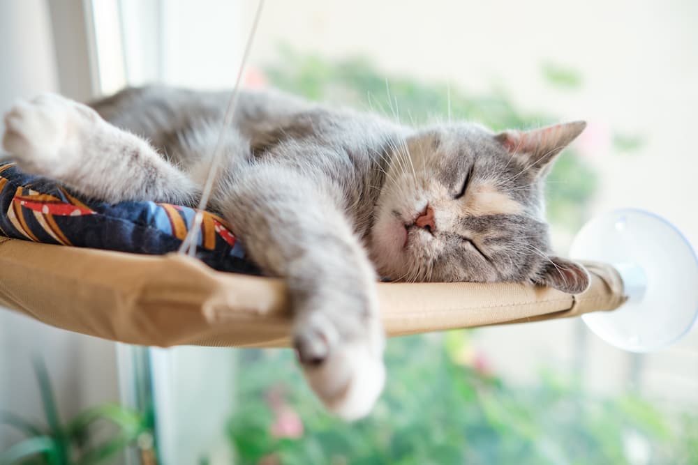 cat bed - window hammock