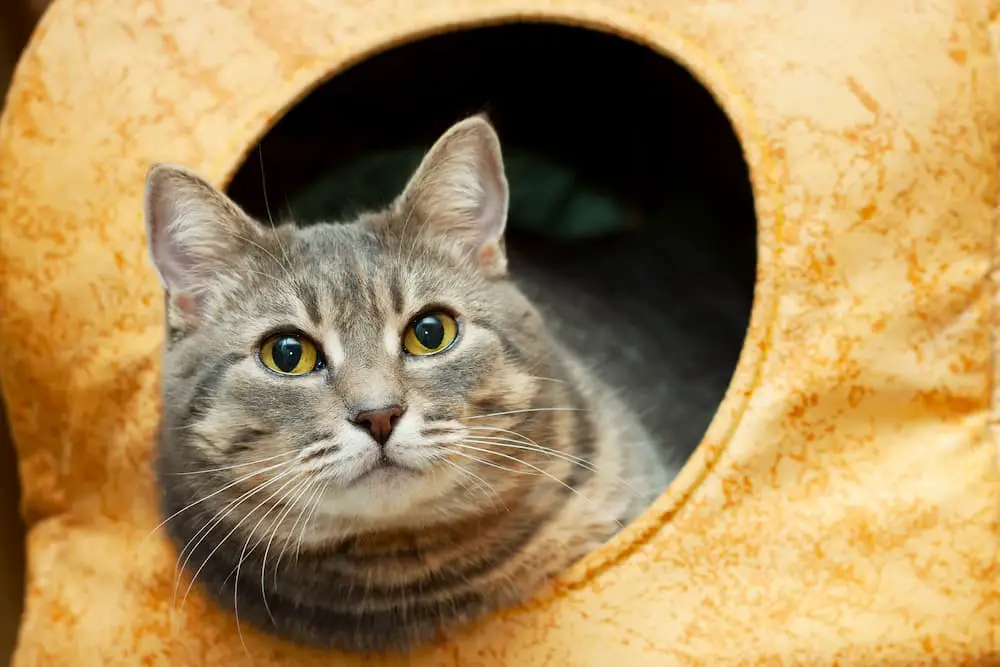 warm cat beds - cat cave