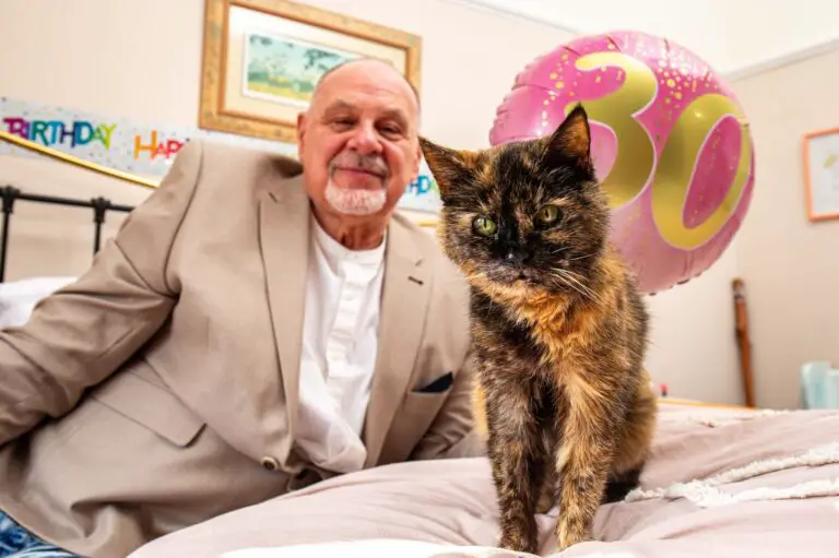 Millie the 30 year old cat
