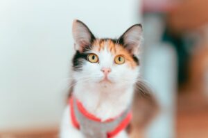 Bird Flu in Cats: What Every Cat Parent Needs to Know