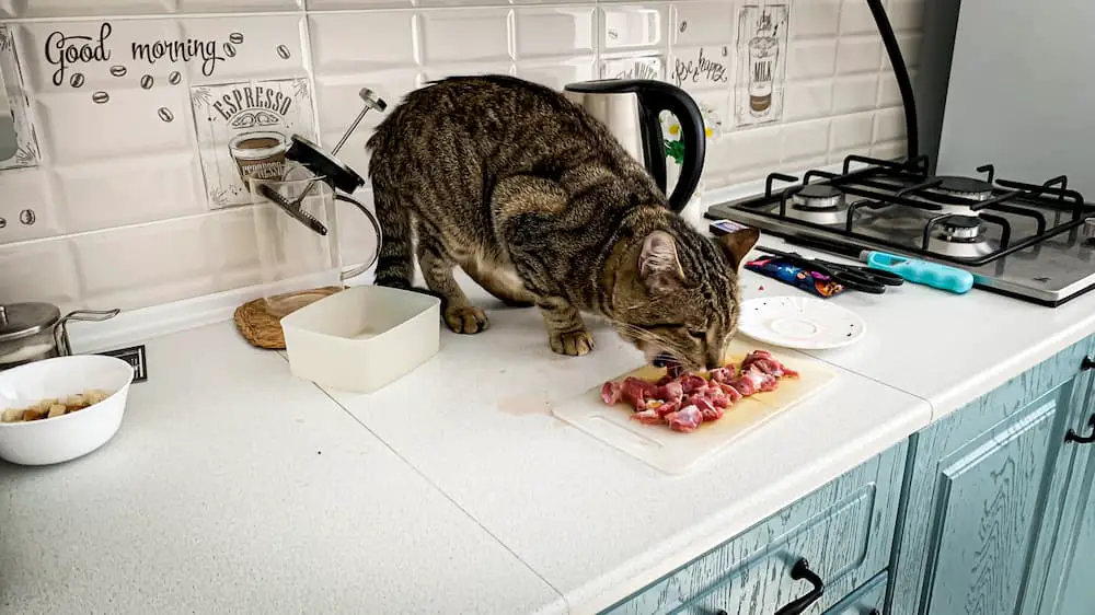 cat eating raw meat