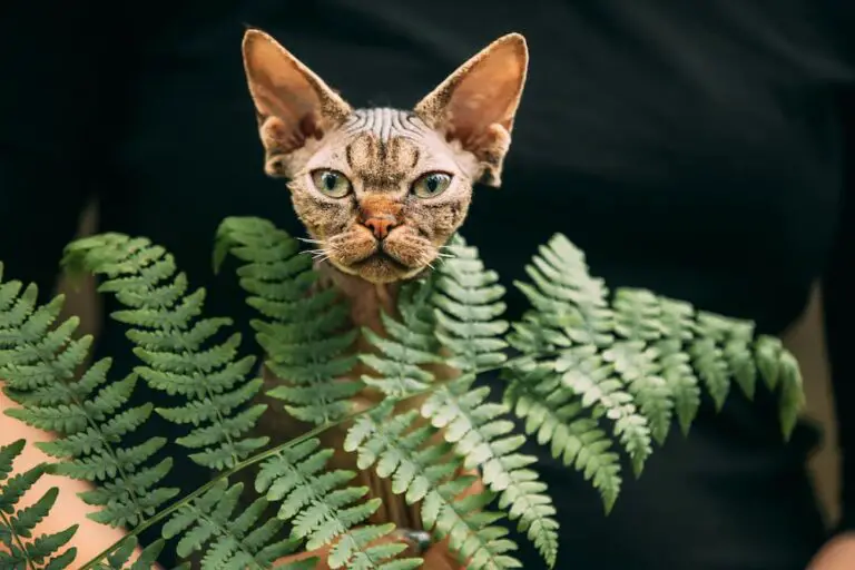 A Fountain of Youth for Pets? 